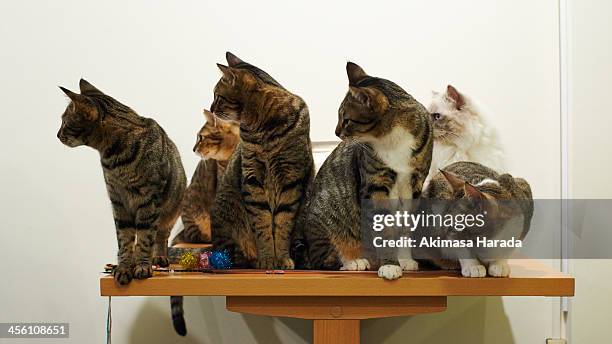 six cats looking at the same direction - middelgrote groep dieren stockfoto's en -beelden