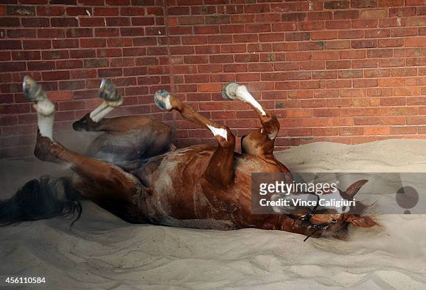 Looks Like The Cat enjoys a roll in the sand after a trackwork session at Flemington Racecourse on September 26, 2014 in Melbourne, Australia.