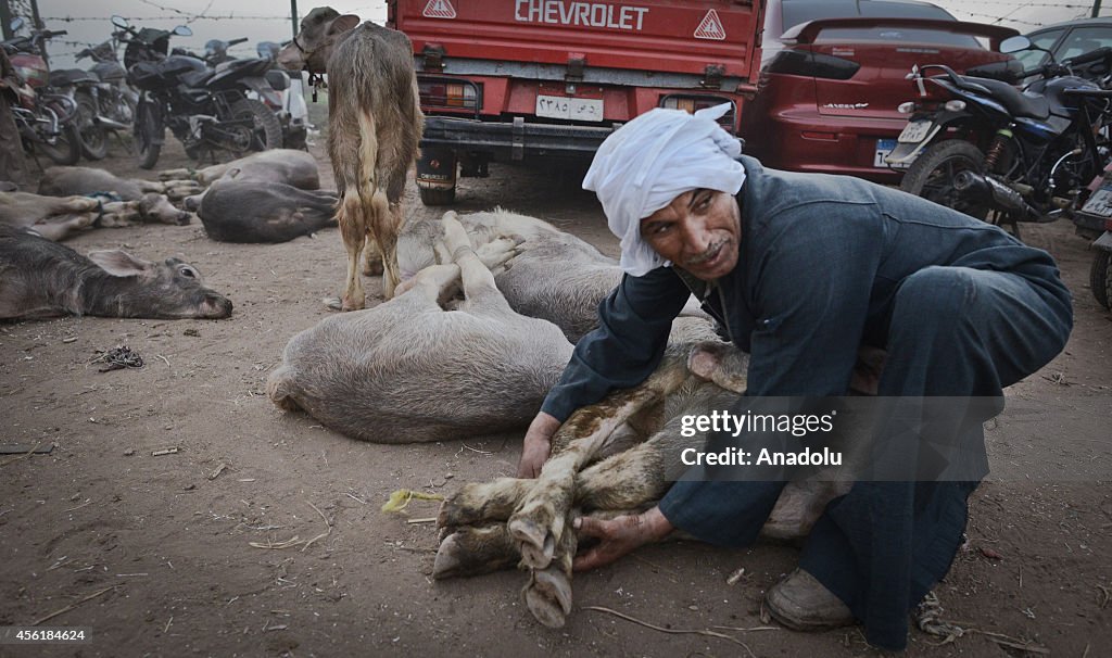 Eid al-Adha preparations in Egypt