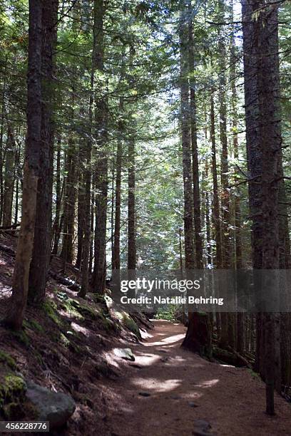 Tree lined trail goes to Mirror lake near Mt Hood, Oregon September 27, 2014. Following considerable public outcry, the U.S. Forest Service announced...