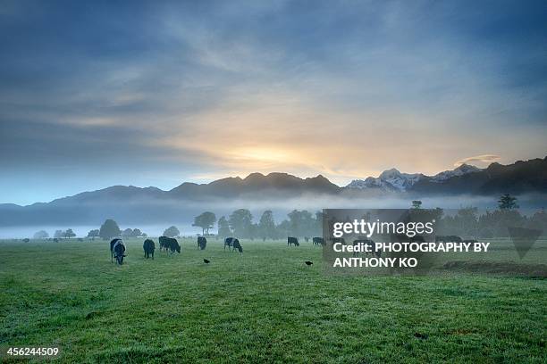 peace - new zealand cow stock pictures, royalty-free photos & images