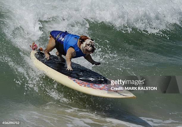 Surfer Dog Tillman rides a wave in the Large division during the 6th Annual Surf Dog competition at Huntington Beach, California on September 28,...