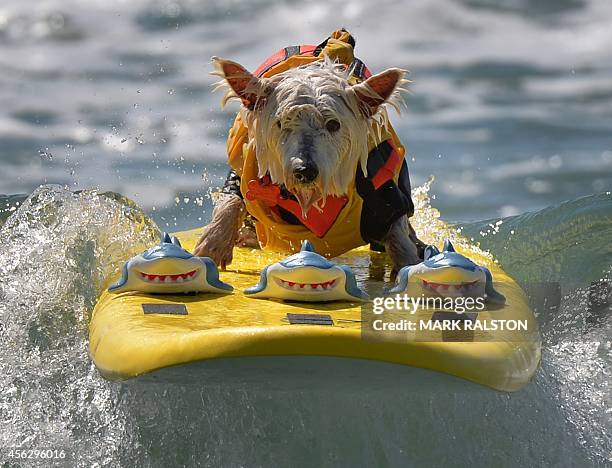 Surfer Dog Joey rides a wave in the small dog division during the 6th Annual Surf Dog competition at Huntington Beach, California on September 28,...