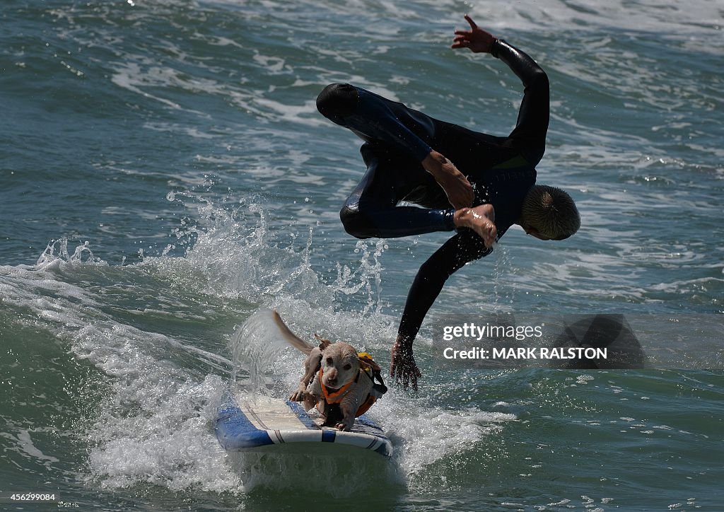 US-ANIMAL-SURF-DOG