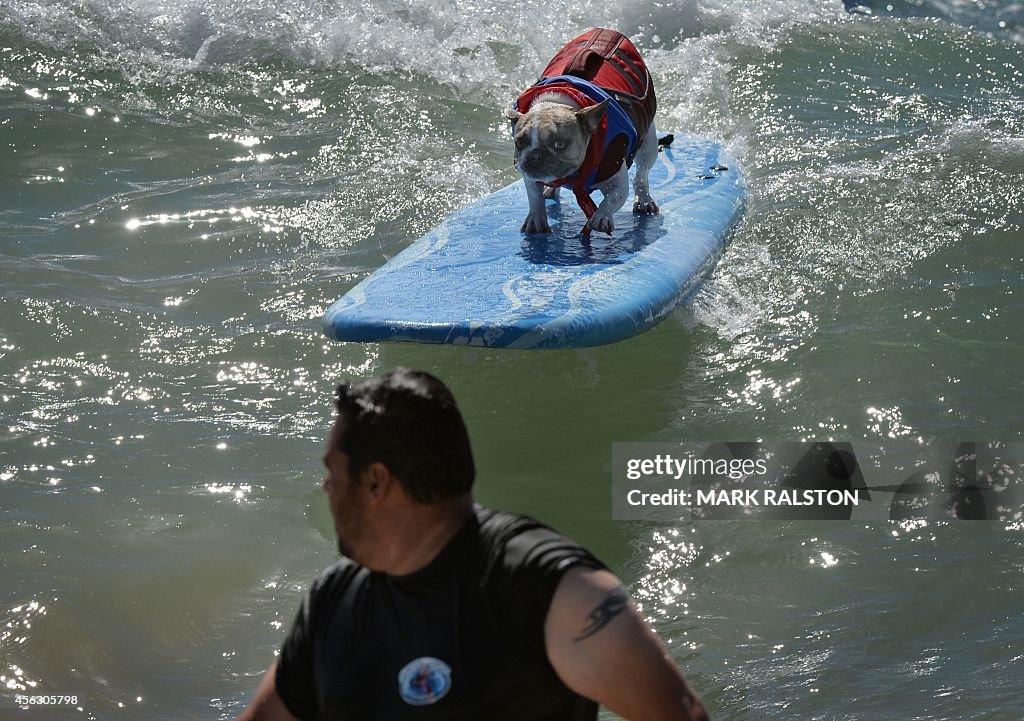 US-ANIMAL-SURF-DOG