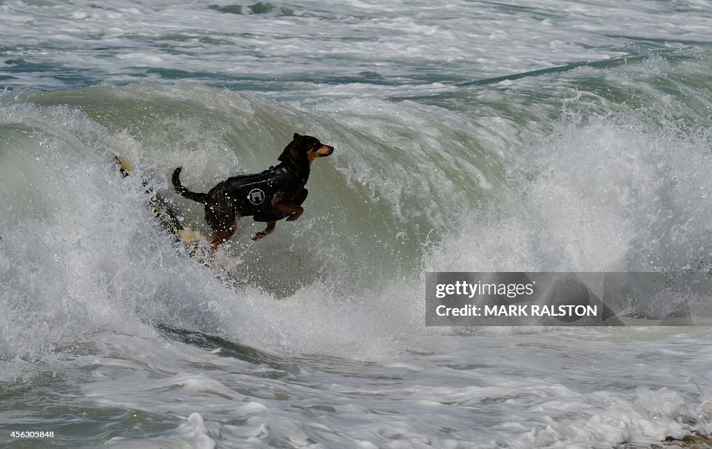 US-ANIMAL-SURF-DOG