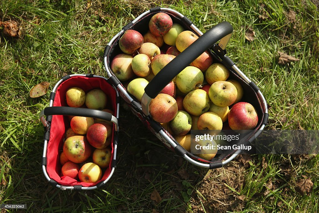 Baskets Of Just-Picked Apples