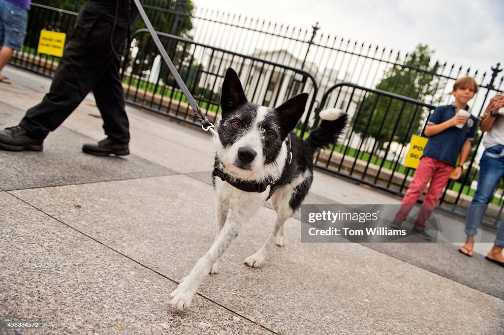 White House Barricade