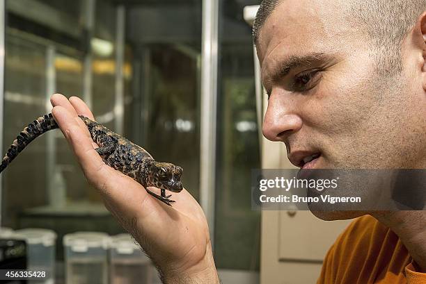 Stephane Bougazelli holds a newly hatched African dwarf crocodile in captivity at the Pierrelatte Crocodile Farm on September 29, 2014 in...