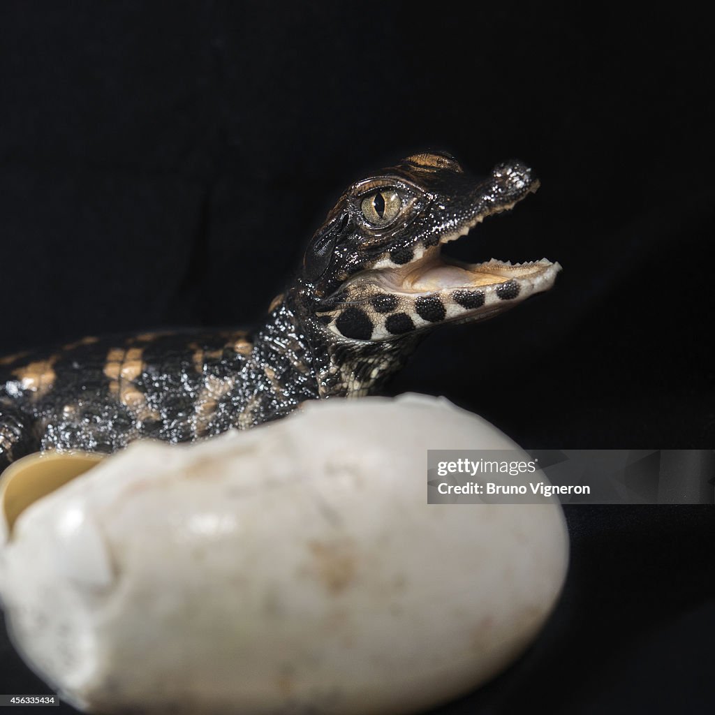 African Dwarf Crocodiles at Pierrelatte Crocodile Farm