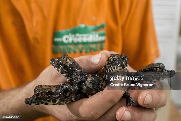 Newly hatched African dwarf crocodiles in captivity at the Pierrelatte Crocodile Farm on September 29, 2014 in Pierrelatte, France. The Crocodile...