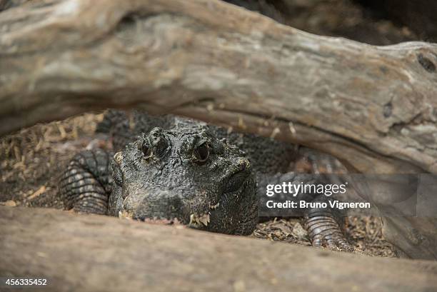 Newly hatched African dwarf crocodiles in captivity at the Pierrelatte Crocodile Farm on September 29, 2014 in Pierrelatte, France. The Crocodile...