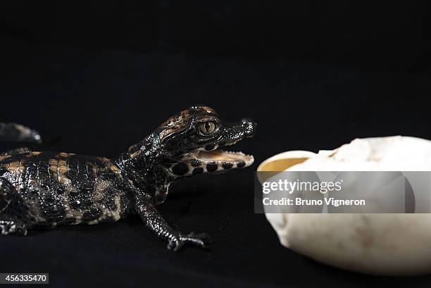 Newly hatched African dwarf crocodiles in captivity at the Pierrelatte Crocodile Farm on September 29, 2014 in Pierrelatte, France. The Crocodile...