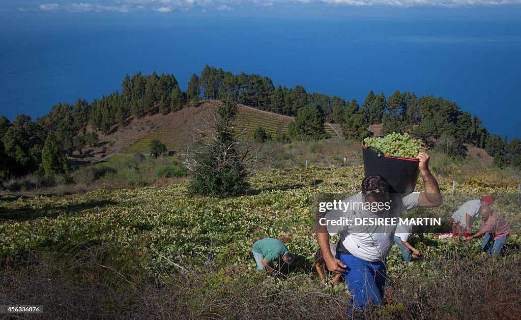 SPAIN-HARVEST-WINE