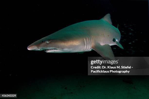 gray nurse shark - requin tigre des sables photos et images de collection