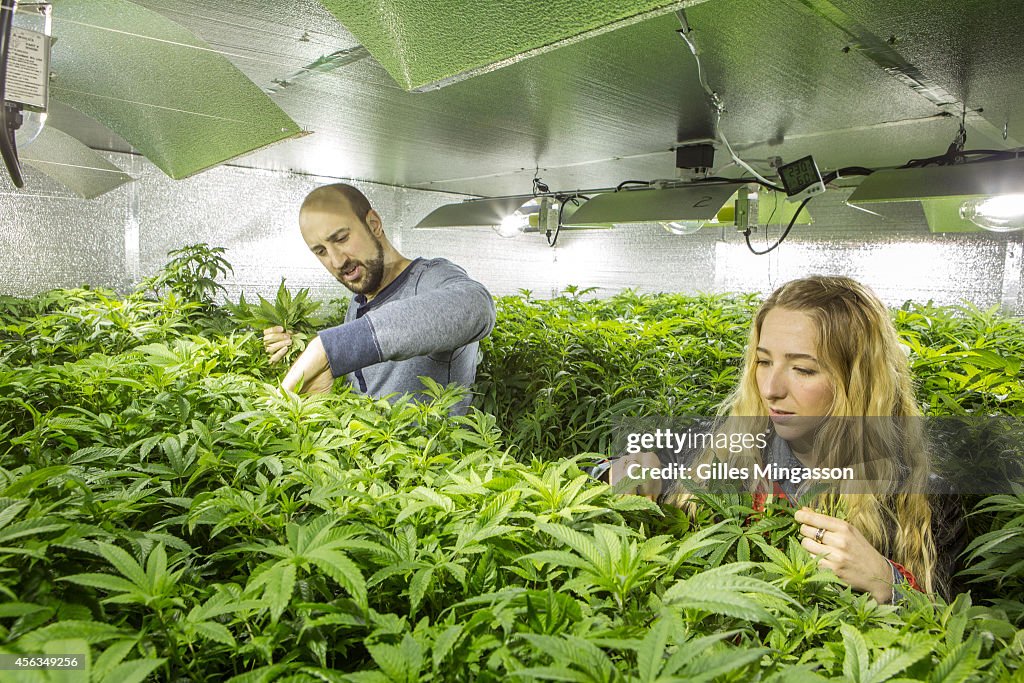 Legal Cannabis in Washington State