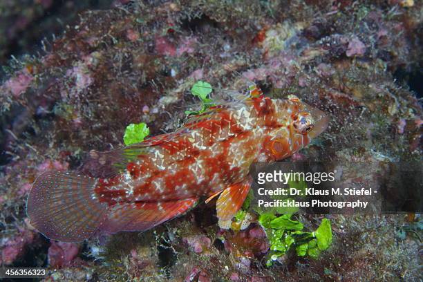 wrasse - wrasses stock pictures, royalty-free photos & images