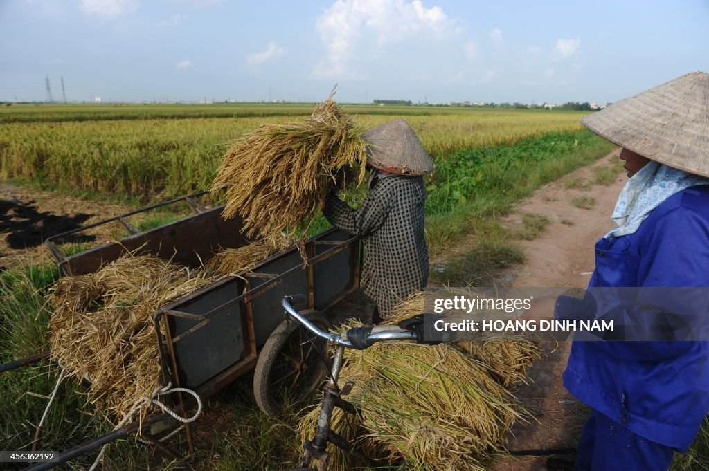 VIETNAM-ECONOMY-RICE