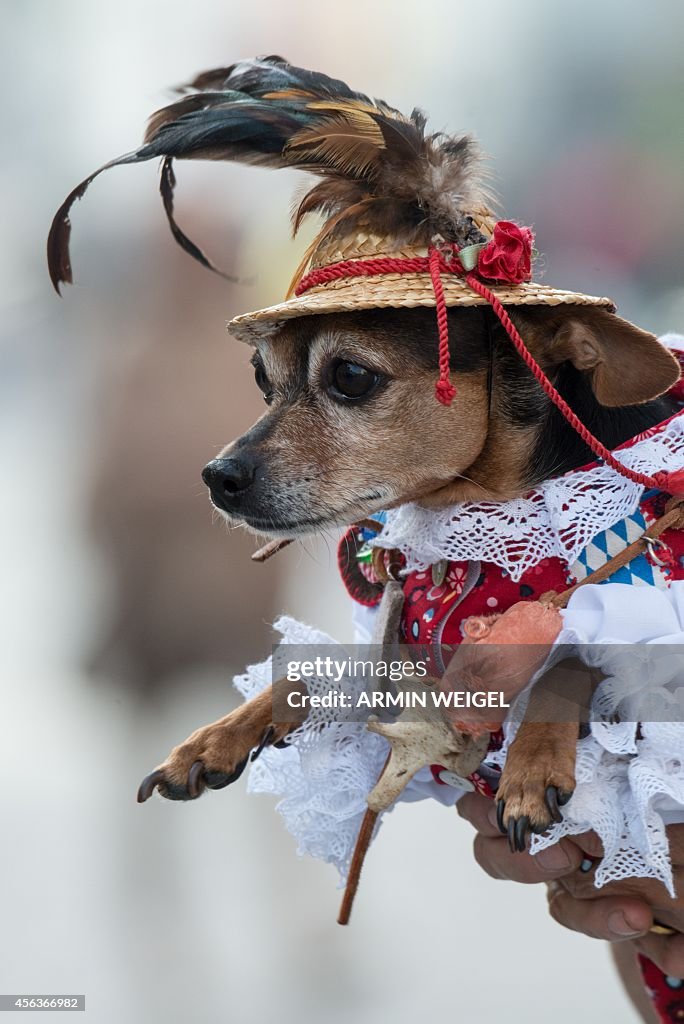 GERMANY-ANIMALS-TRADITION-DIRNDL-OFFBEAT