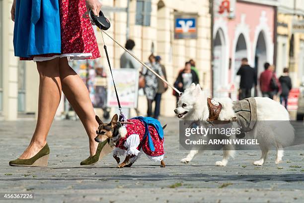 Dogs "Lotti" and "Spitzerich" wear a traditional Bavarian "Dirndl" and "Lederhosen" dress as they take a stroll with their mistress on September 29,...