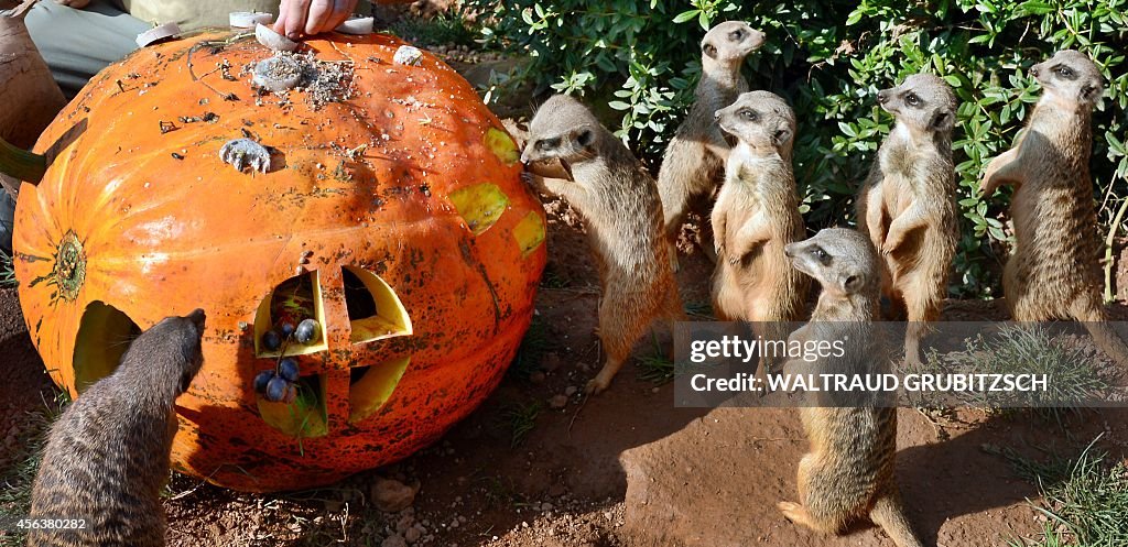 GERMANY-ANIMALS-ZOO-MEERKAT