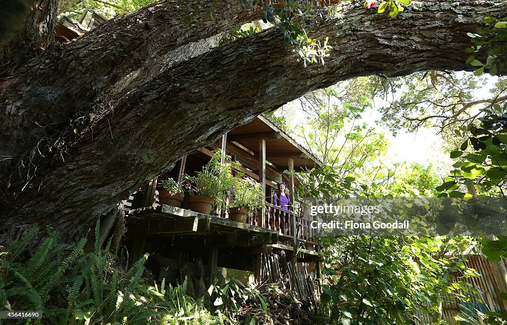 Artist Inspired By Tree-Living In Karaka Bay