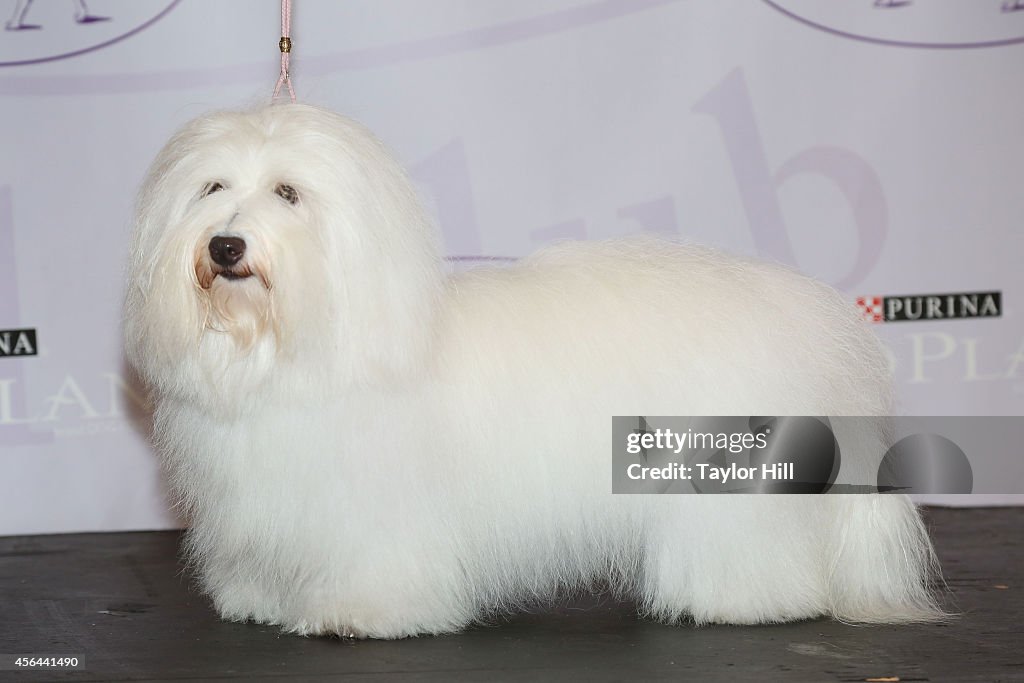 139th Annual Westminster Kennel Club Announces Two New Breeds For The 139th Annual Competition