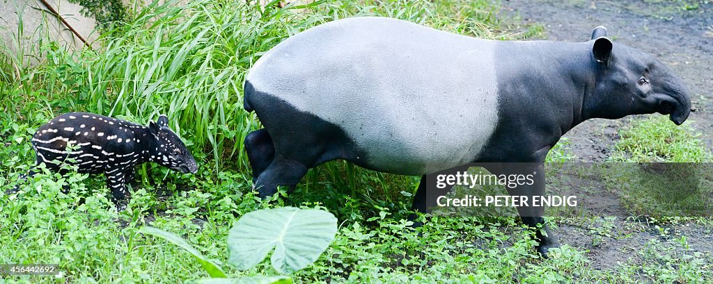 GERMANY-ANIMAL-TAPIR-FEATURE