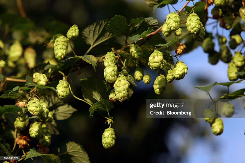 Hop Harvest And Processing As Demand For Craft Beer Rises