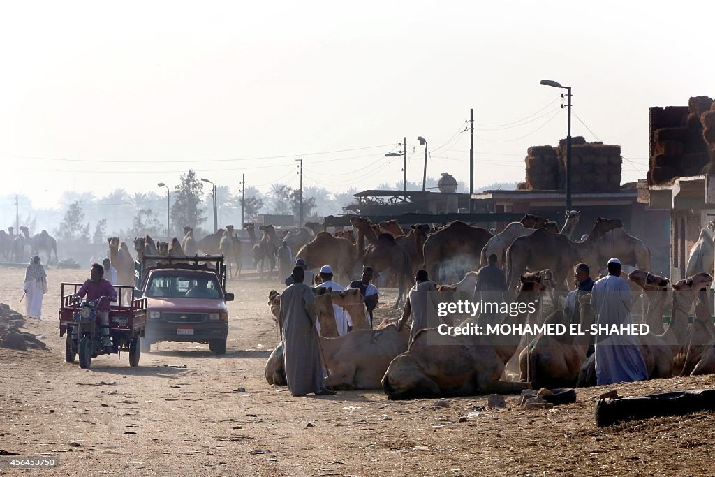 EGYPT-RELIGION-ISLAM-EID AL-ADHA-CAMEL