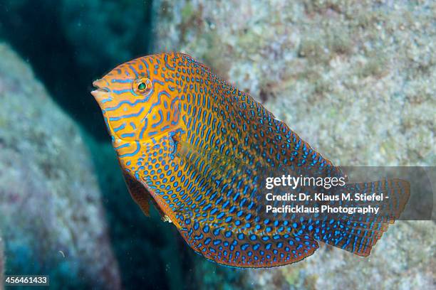 shortnose wrasse - wrasses stock pictures, royalty-free photos & images