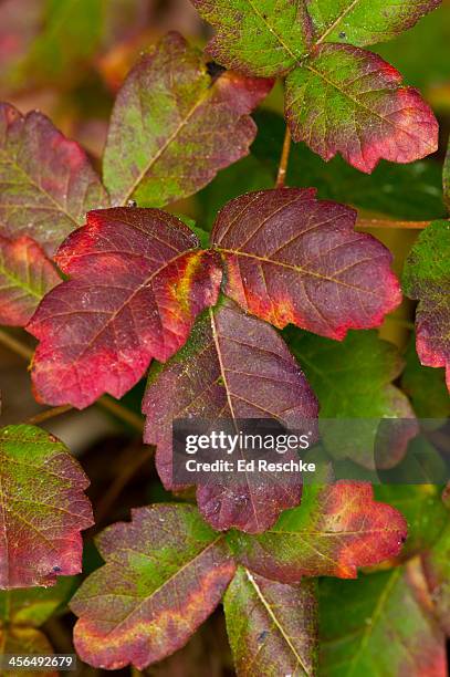 poison oak leaves turing scarlet - toxicodendron diversilobum stock pictures, royalty-free photos & images