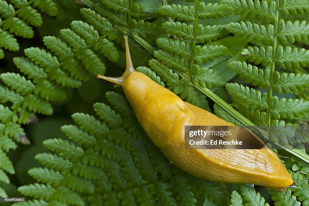 Banana Slug on a fern--Redwood National Park