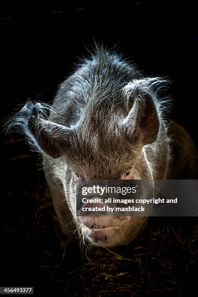 winsome - sow - pig snout stock pictures, royalty-free photos & images