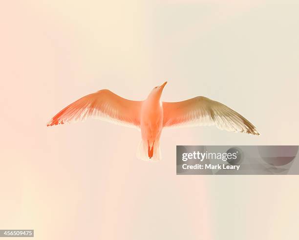 seagull 5 - spread wings stock pictures, royalty-free photos & images