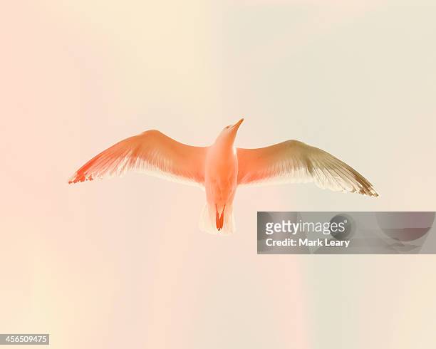 seagull 5 - bird flying imagens e fotografias de stock