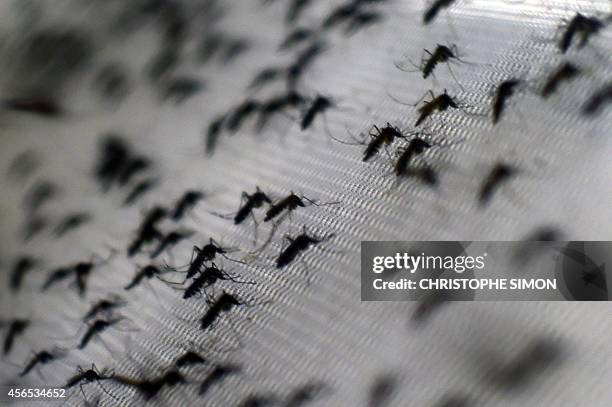 View of Aedes aegypti mosquitoes infected with the Wolbachia bacterium --which reduces mosquito transmitted diseases such as dengue and chikungunya...