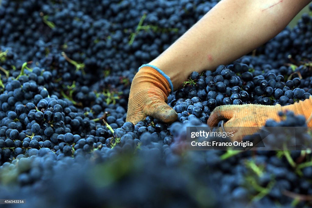 Grape Harvest In Chianti