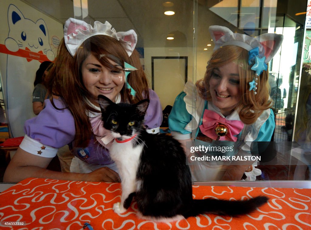 US-ANIMAL-CAT CAFE