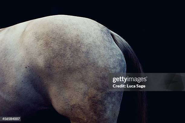 grey horse fine art - rump stock-fotos und bilder