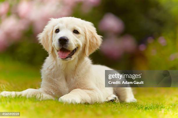 golden retriever puppy - golden retriever stock pictures, royalty-free photos & images