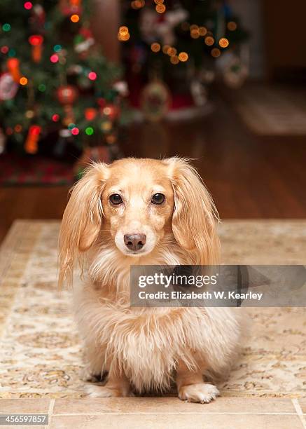 dachshund in front of the christmas trees - long haired dachshund fotografías e imágenes de stock