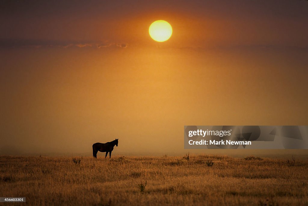 Wild Horse in North Dakota