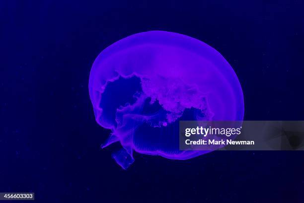 moon jelly (aurelia aurita) - medusa común fotografías e imágenes de stock