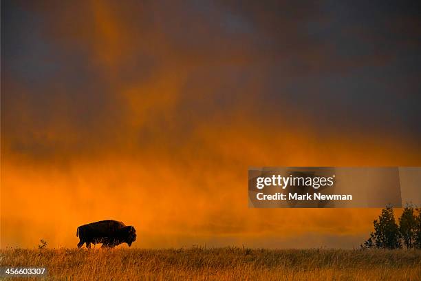 bison with sunset sky - bison stock pictures, royalty-free photos & images