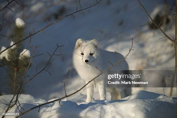 arctic fox (alopex lagopus) in white phase - arctic fox stock pictures, royalty-free photos & images
