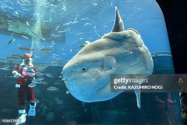 Diver wearing a Santa Claus costume feeds a sunfish during a Christmas show at the Hakkeijima Sea Paradise aquarium in Yokohama, suburban Tokyo, on...