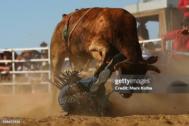 Bull Rider Falling Off 489 Ute Muster Photos & High Res Pictures - Getty Images