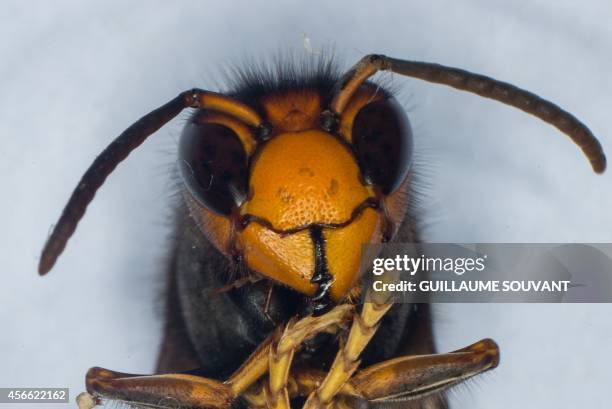 Photo shows the head of a Asian Hornet on September 30, 2014 at the Research Institute of Biology of the Insect in Tours, central France. The Asian...