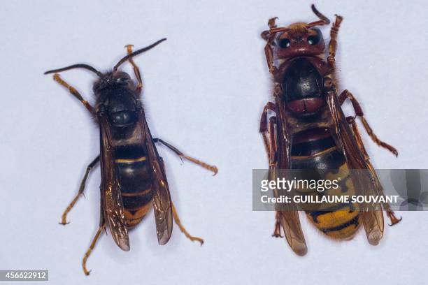This photo shows an Asian hornet and an European hornet , on September 30, 2014 at the Research Institute of Biology of the Insect in Tours, central...